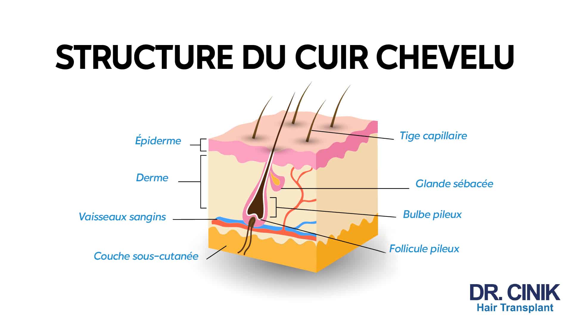 Follicules Pileux D finition Maladies Et Traitements Dr Cinik Follicules Pileux D finition Maladies Et Traitements Dr Cinik