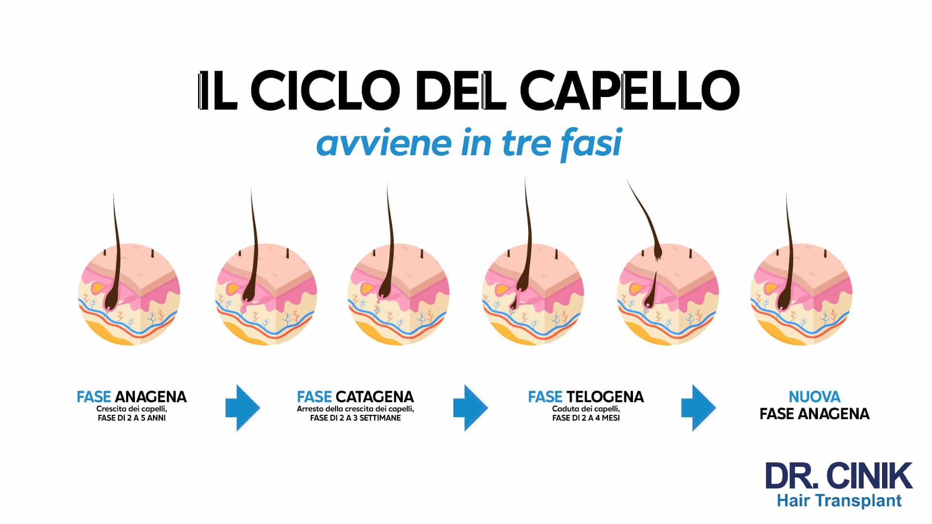 il ciclo del capello