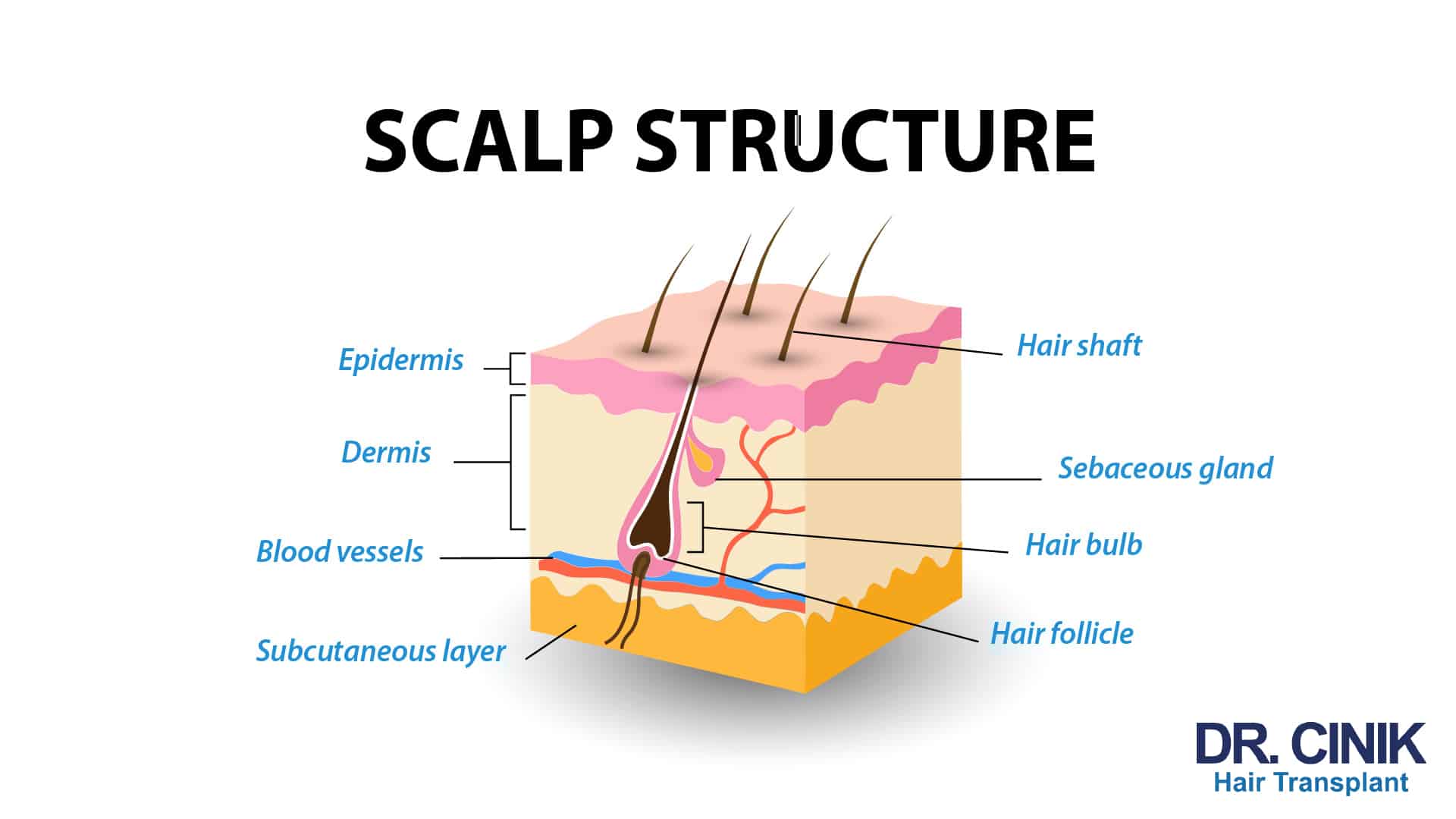 Sectional view of the structure of the scalp