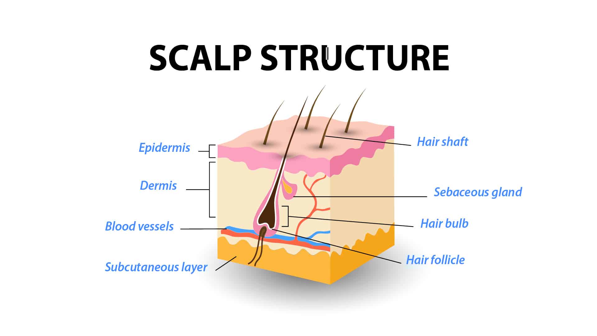 Saç derisinin kesit çizimi: epidermis, dermis ve deri altı tabaka, kıl folikülü, saç kökü, saç gövdesi, yağ bezi ve folikülü besleyen kan damarları etiketlenmiş