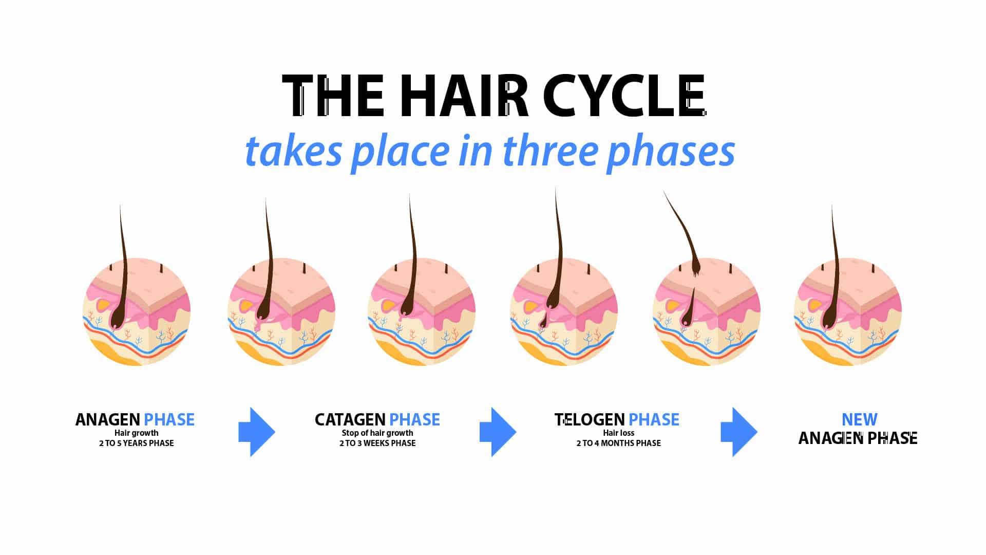 Diagram titled The hair cycle takes place in three phases, showing the anagen phase of hair growth lasting 2 to 5 years, the catagen phase when growth stops lasting 2 to 3 weeks, the telogen phase of hair loss lasting 2 to 4 months, then a new anagen phase
