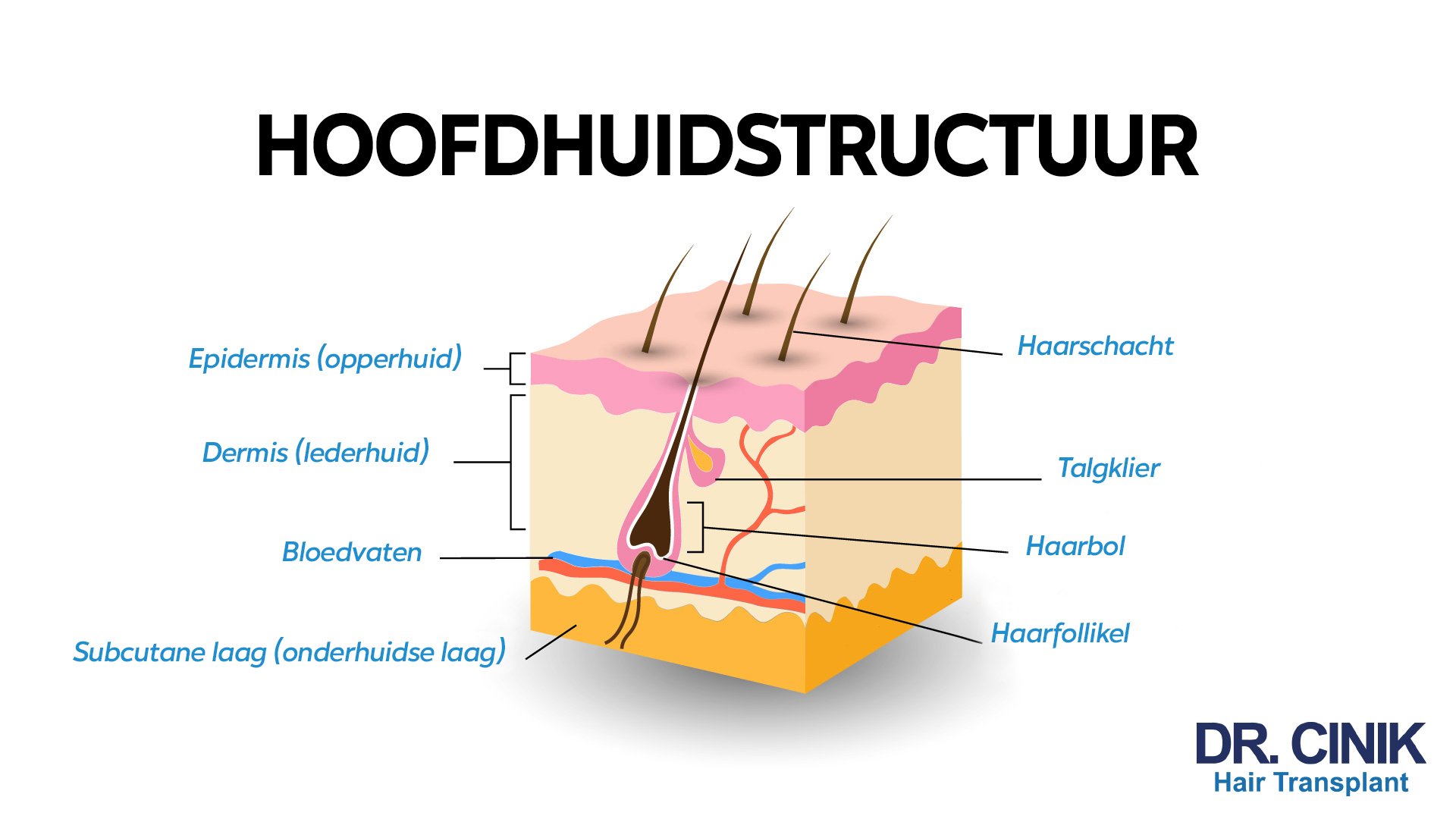 Een schematische afbeelding met de titel 'HOOFDHUIDSTRUCTUUR' bovenaan, die de anatomie van de menselijke hoofdhuid en haarfollikel in het Nederlands labelt. De afbeelding toont een dwarsdoorsnede van de hoofdhuid met verschillende lagen en componenten. Van buiten naar binnen zijn de volgende delen aangeduid: 'Epidermis (opperhuid)', 'Dermis (lederhuid)', 'Subcutane laag (onderhuidse laag)', en 'Bloedvaten'. De haarstructuur wordt aangeduid met 'Haarschacht', 'Talgklier', 'Haarbol', en 'Haarfollikel'. Helemaal onderaan staat 'DR. CINK Hair Transplant'.